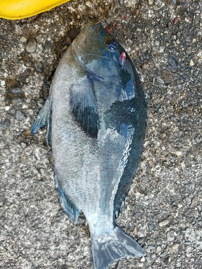 グレ釣り　～グレ、31センチ！～