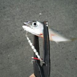 太刀魚シーズン終了戦