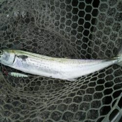 サゴシ狙い的中