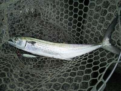 サゴシ狙い的中