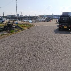 今日はイワシが