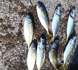 今日は初コノシロフィッシュ