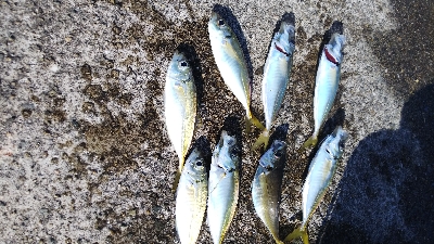 今日は初コノシロフィッシュ