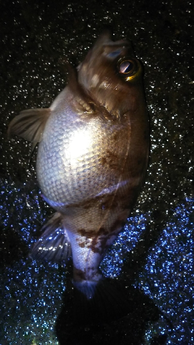 横浜アジは終結？