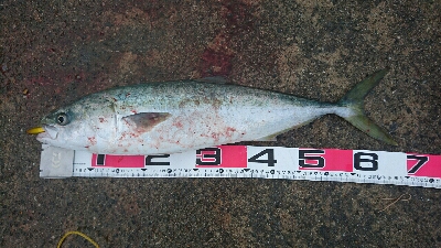 セットアッパーで初