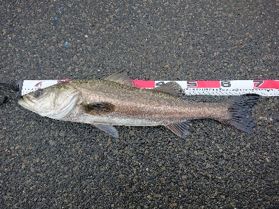 大小堪能できました