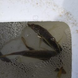 タチウオ不発、のませ不発