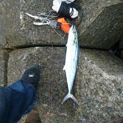 今日もお休みーだっ