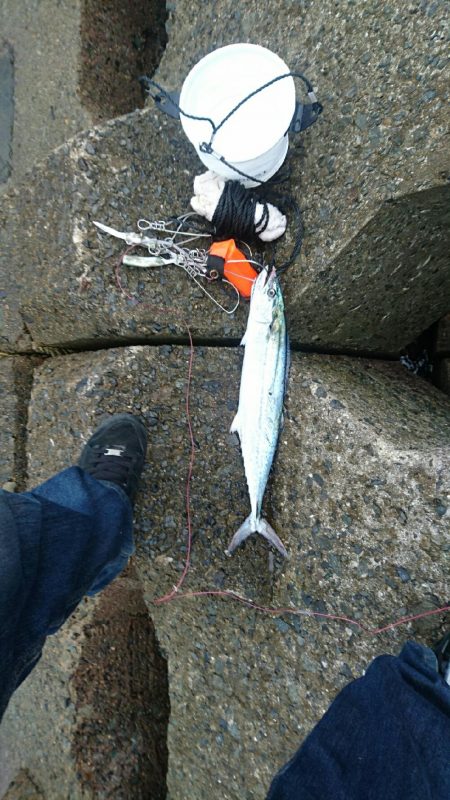 今日もお休みーだっ