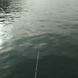 サゴシカッターの嵐