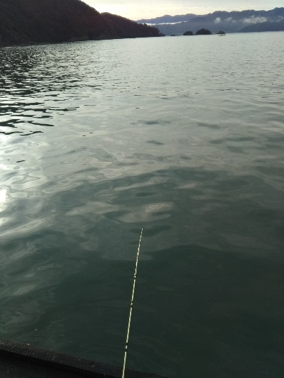 サゴシカッターの嵐