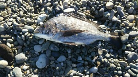 照ヶ崎で渚釣り