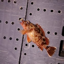 メバリングのつもりが