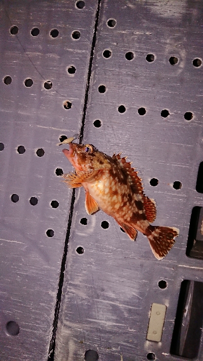 メバリングのつもりが