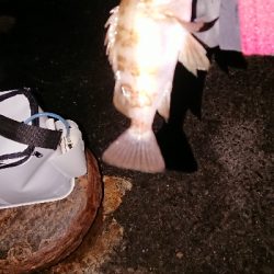 今年最後のメバリング