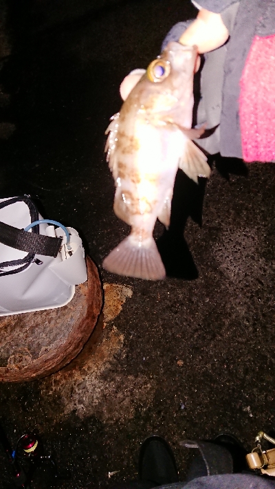 今年最後のメバリング