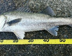 浮きよ入れ!(今年最後ののませ釣り)