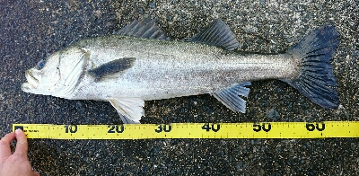 浮きよ入れ！(今年最後ののませ釣り)
