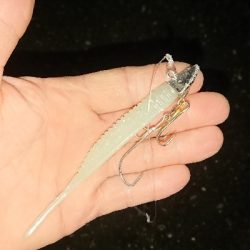 釣り部  釣行記  26