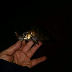 極寒ライトゲーム(*≧m≦*)