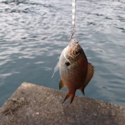 今季  最終釣行