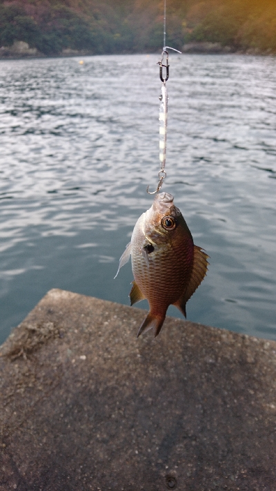 今季  最終釣行