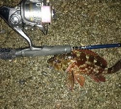 アジングやってみた