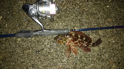 アジングやってみた