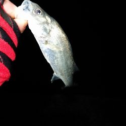 なめろうが食べたい