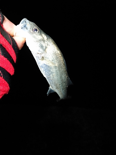 なめろうが食べたい