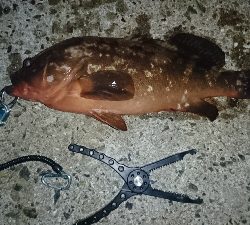 アコウにガシラ