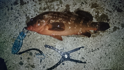 アコウにガシラ