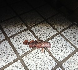 メバリング なかなかの渋さ