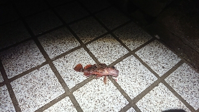 メバリング なかなかの渋さ