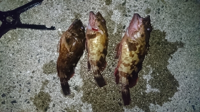 アタリ少ない…