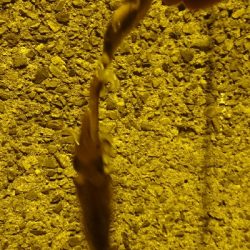 メバル&ベイカ釣り