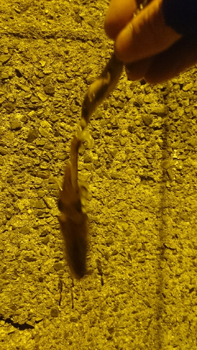 メバル&ベイカ釣り