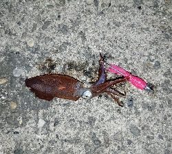 ライトエギング