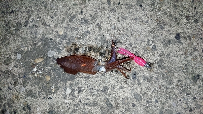 ライトエギング