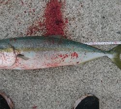 今年中最後で最高のショアジギ