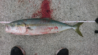 今年中最後で最高のショアジギ