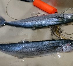 まだまだ行けるのか