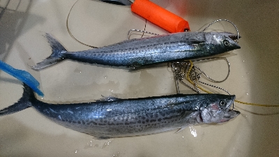 まだまだ行けるのか