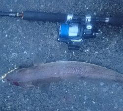 野見漁港 ショアジギング