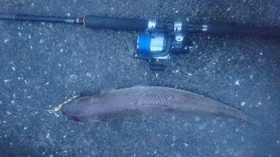 野見漁港 ショアジギング