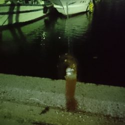 まだヒイカ釣れてました