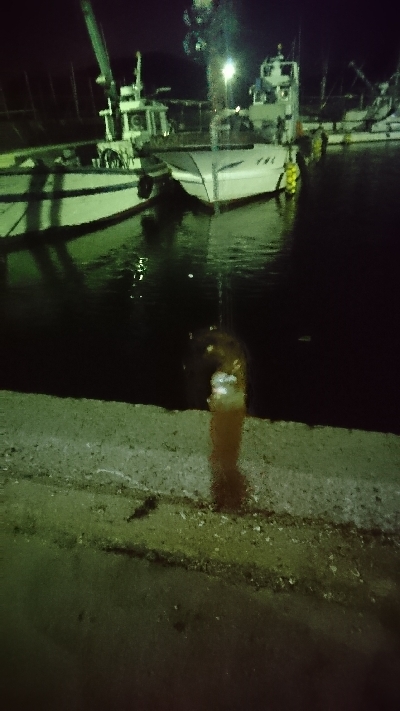 まだヒイカ釣れてました