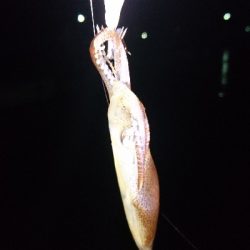 まだ釣れ釣れる