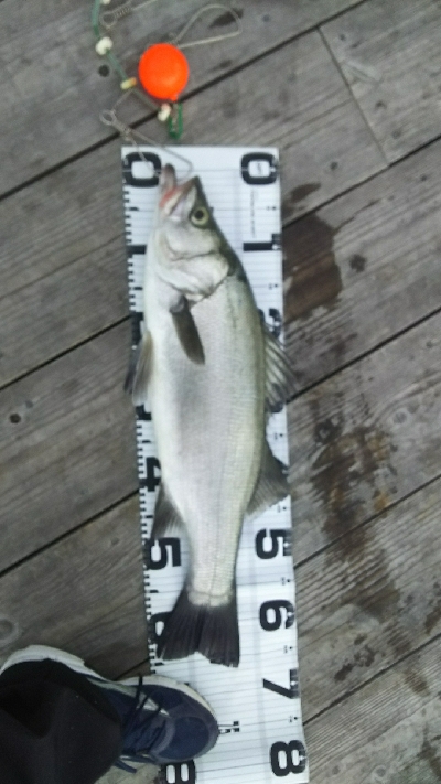 爆風ヒラスズキ！