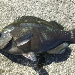 エサとりだらけ…